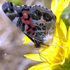 American Painted Lady (2)