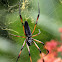 Palm Spider
