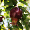 Granada / Pomegranate