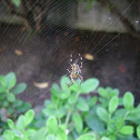 Garden Orb Weaver