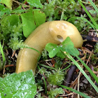 Banana Slug