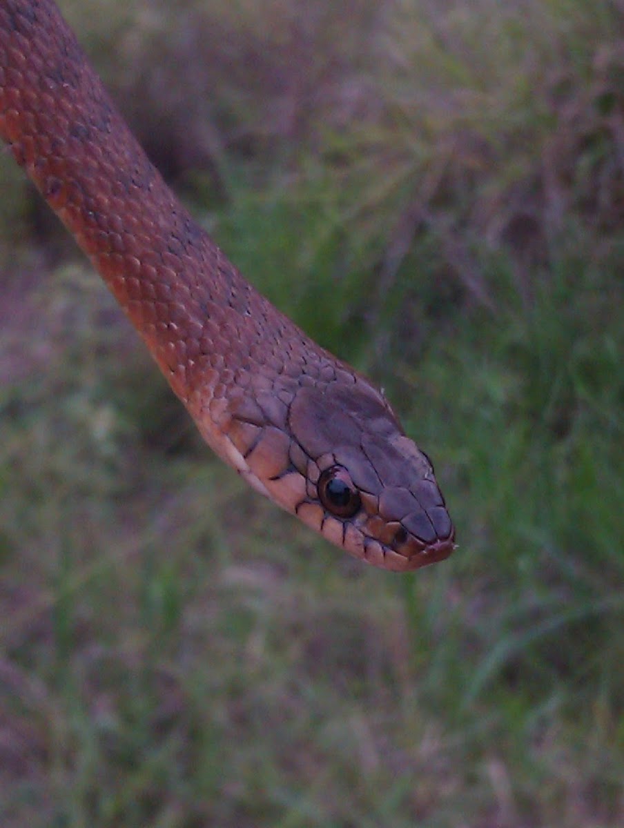Keelback or Freshwater Snake