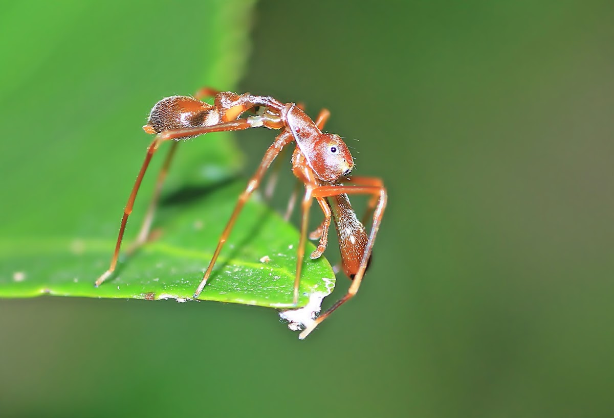 Red Ant Mimicking Spider(Male)