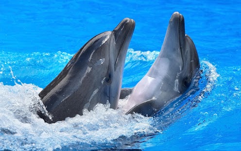 How to get Dolphin Wallpaper 1.0 mod apk for laptop