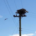 Osprey & nest