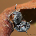 Pea & Bean Weevil (mating)