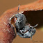 Pea & Bean Weevil (mating)
