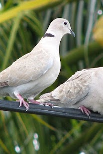 Birds Wallpaper Screenshots 21