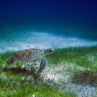 Green Turtle