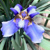Purple Walking Iris