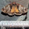 False Underwing Moth
