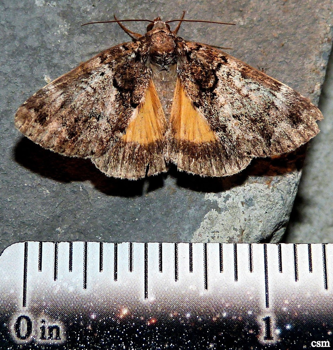 False Underwing Moth