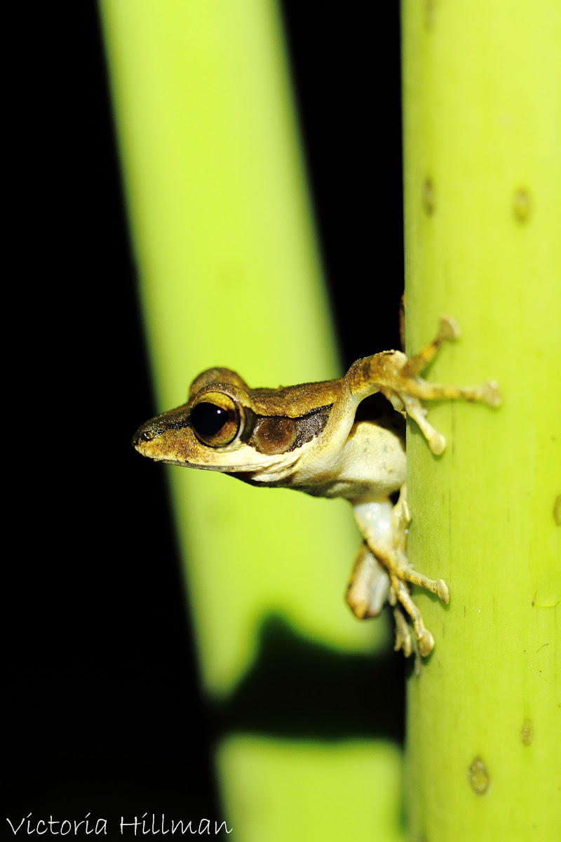 Dark-eared tree frog