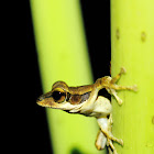 Dark-eared tree frog
