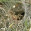Hobo (funnel) spider