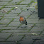 European Robin