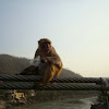 Rhesus macaques