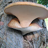 Dryad's saddle