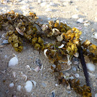 Spiny Leaf seaweed