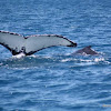 Humpback Whale