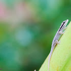 Unknown gecko