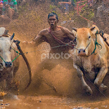 pacu Jawi by Edwin Prajusa -  