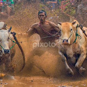 pacu Jawi by Edwin Prajusa - Animals Other Mammals