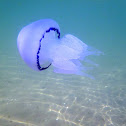 Aguamala o acalefo azul, medusa