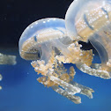 Jellyfish