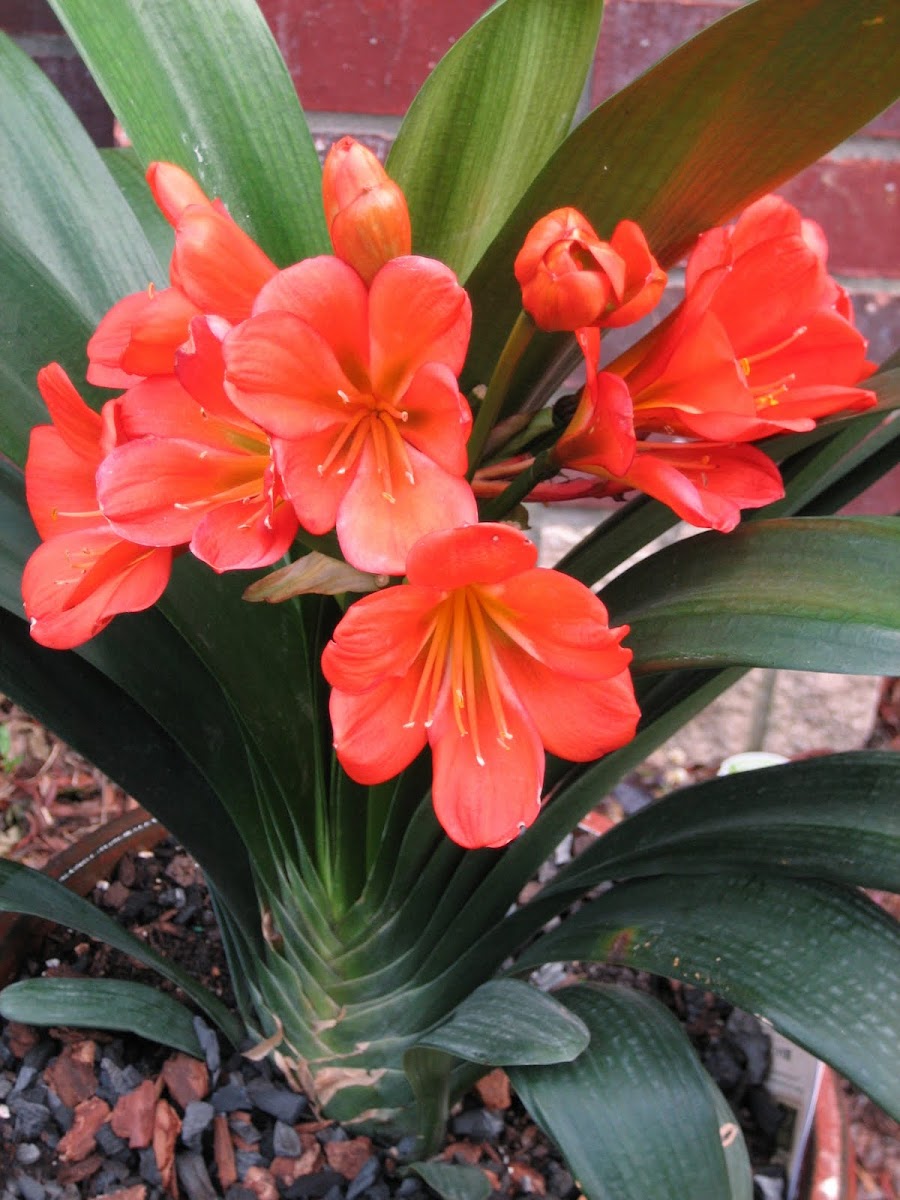 Kaffir Lily or Bush Lily