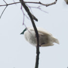 Bare-throated bellbird