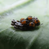Harlequin bug, eggs&nymphs