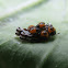 Harlequin bug, eggs&nymphs