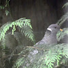 Band Tailed pigeon
