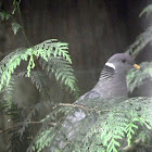 Band Tailed pigeon