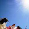 Abejorro, Bumblebee