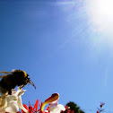 Abejorro, Bumblebee