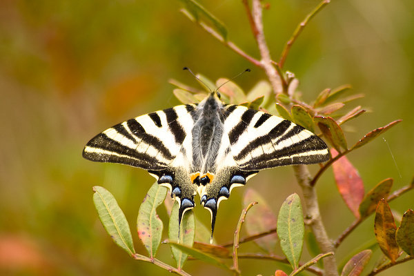 Southern Swallowtail