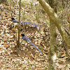 yellow billed blue magpie