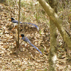 yellow billed blue magpie
