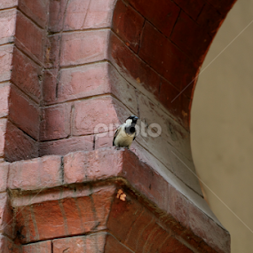 by Md Mamunur Rahman - Animals Birds