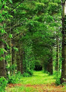 How to get Beautiful Wallpapers 2 lastet apk for android