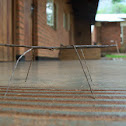 Stick bug