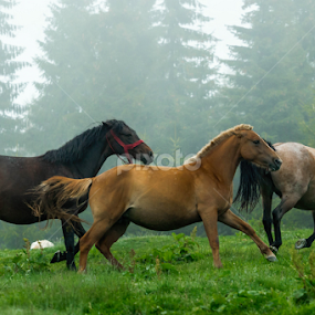 Liberty by Hamos Gyozo - Animals Horses