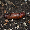 Pupa of Convolvulus Hawk-moth