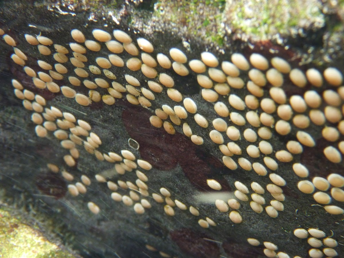 Nerite Snail Eggs