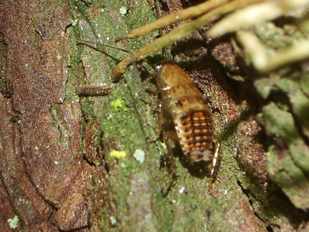 Forest Roach