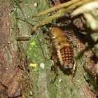 Forest Roach