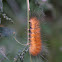 Virginia Tiger Moth Caterpillar