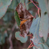 Autumn Gum Moth